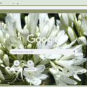 Agapanthus  screen for extension Chrome web store in OffiDocs Chromium