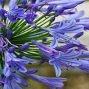 Agapanthus africanus flower wallpaper  screen for extension Chrome web store in OffiDocs Chromium