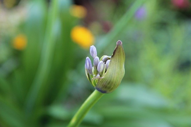 Free picture Agapanthus Button -  to be edited by GIMP free image editor by OffiDocs