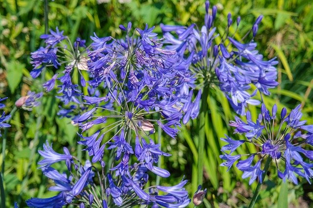 Free download Agapanthus Flower Blossom -  free photo or picture to be edited with GIMP online image editor
