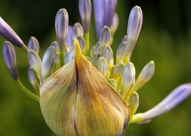 Descarga gratuita Agapanthus Lily Of The Nile Nature - foto o imagen gratuita para editar con el editor de imágenes en línea GIMP