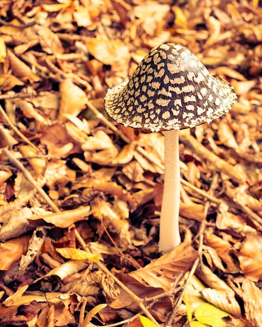 Free download agaricus autumn bell shaped brown free picture to be edited with GIMP free online image editor