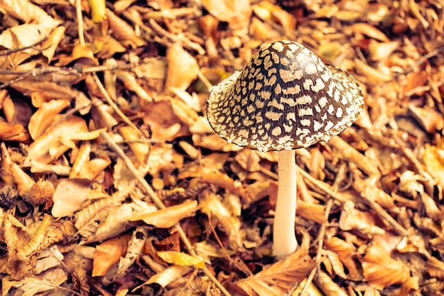 Бесплатно загрузите агарикус, гриб, осень, бесплатную картинку для редактирования в GIMP, бесплатный онлайн-редактор изображений
