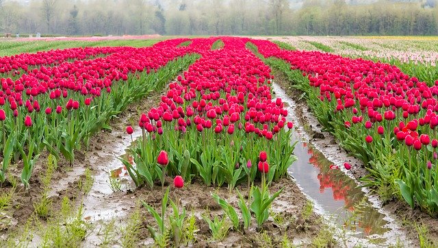 Free download Agassiz Tulip Festival -  free photo or picture to be edited with GIMP online image editor