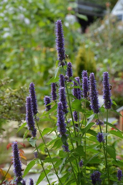 Download grátis Agastache Blossom Bloom Bees modelo de foto grátis para ser editado com o editor de imagens online GIMP