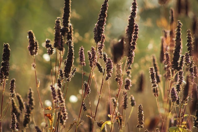 Free download agastache flowers plants fall free picture to be edited with GIMP free online image editor