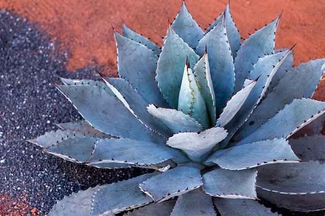Bezpłatne pobieranie Kaktus z agawy roślinnej - bezpłatne zdjęcie lub obraz do edycji za pomocą internetowego edytora obrazów GIMP