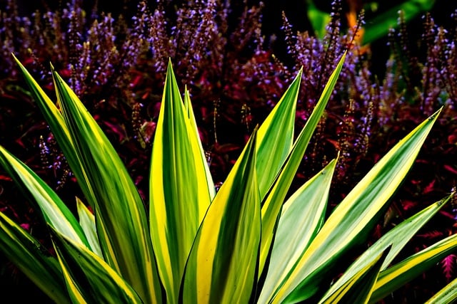 Free download agave plant flora nature free picture to be edited with GIMP free online image editor