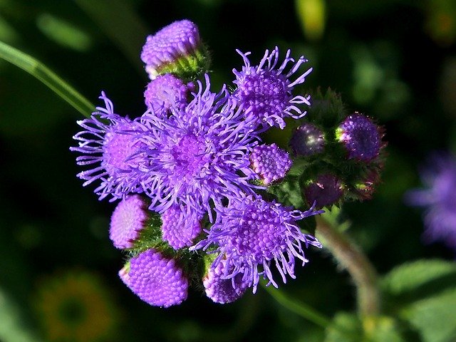 Unduh gratis Ageratum Houstonianum - foto atau gambar gratis untuk diedit dengan editor gambar online GIMP