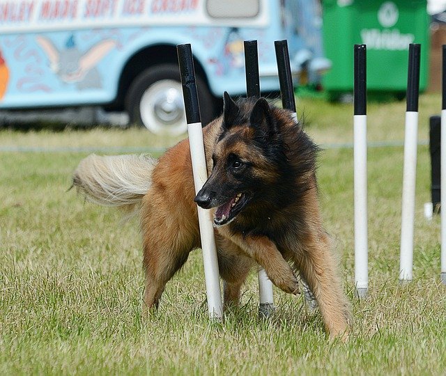 Unduh gratis Agility Dog Belgian Shepherd - foto atau gambar gratis untuk diedit dengan editor gambar online GIMP