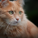 A Ginger Cats Gaze  screen for extension Chrome web store in OffiDocs Chromium