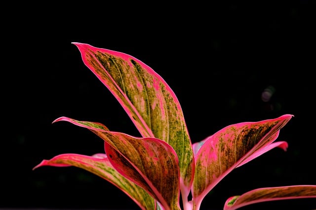 Free download aglonema leaves plant foliage free picture to be edited with GIMP free online image editor
