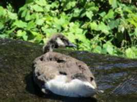 Free download A Goose Underneath the Bridge and Right Near the Waterfall! free photo or picture to be edited with GIMP online image editor