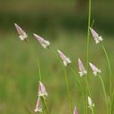A Graceful Array of Celosia argentea Var. spicata  screen for extension Chrome web store in OffiDocs Chromium
