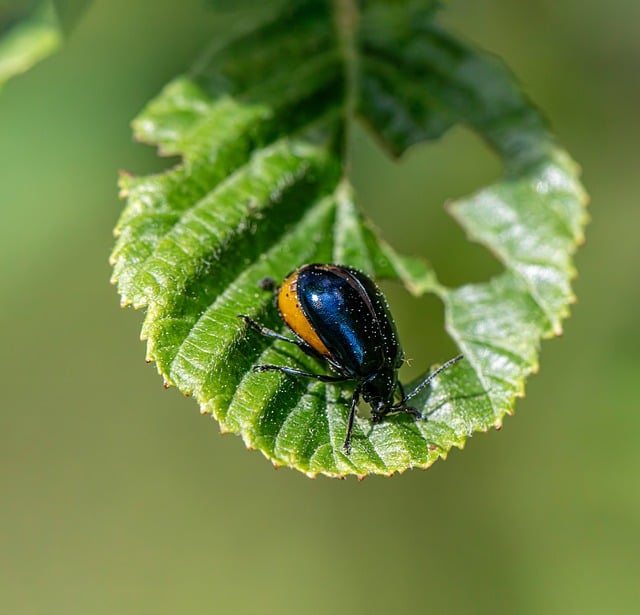 Free download agricultural pests alder leaf beetle free picture to be edited with GIMP free online image editor