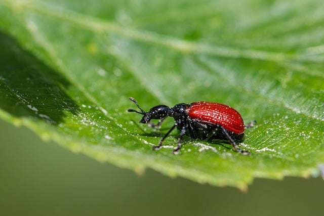 Free download agricultural pests beetles free picture to be edited with GIMP free online image editor