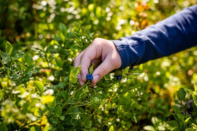 Free download agriculture antioxidant berry free picture to be edited with GIMP free online image editor