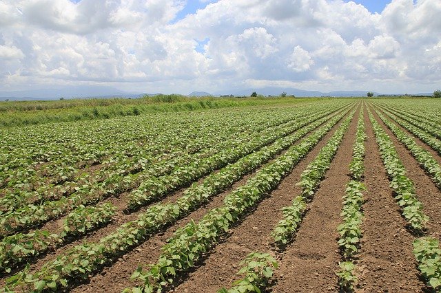 Free download Agriculture Area Cotton -  free photo or picture to be edited with GIMP online image editor