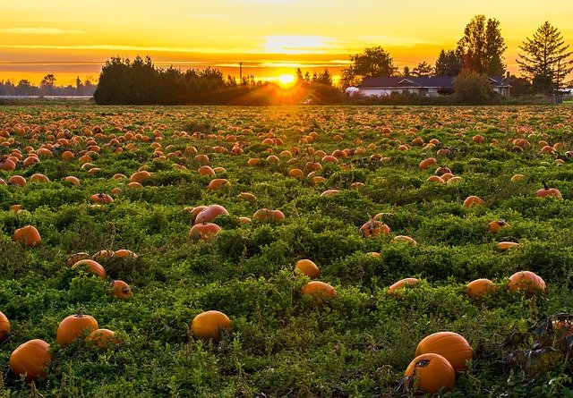 Free download agriculture autumn british columbia free picture to be edited with GIMP free online image editor