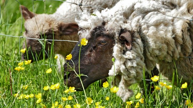 Descărcare gratuită Agriculture Bovine Breeding Sheep - fotografie sau imagini gratuite pentru a fi editate cu editorul de imagini online GIMP