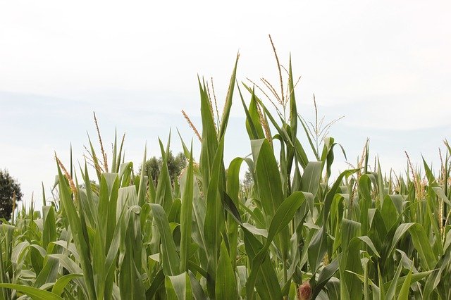 Free download Agriculture Corn Field -  free photo or picture to be edited with GIMP online image editor