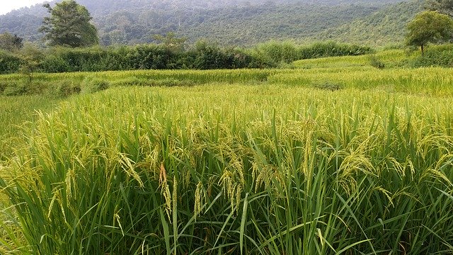 تنزيل Farming Countryside مجانًا - صورة مجانية أو صورة لتحريرها باستخدام محرر الصور عبر الإنترنت GIMP