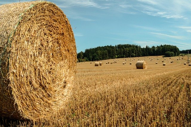 Descarga gratuita Agriculture Field Straw - foto o imagen gratuita para editar con el editor de imágenes en línea GIMP