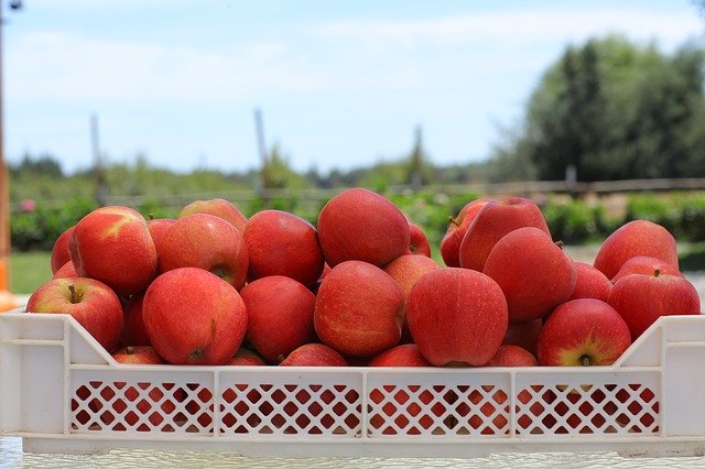 Free download Agriculture Fruit -  free photo or picture to be edited with GIMP online image editor