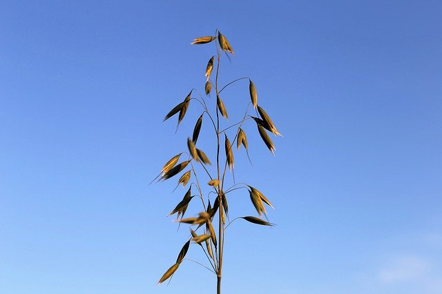 Free picture Agriculture Oats During Growth -  to be edited by GIMP free image editor by OffiDocs