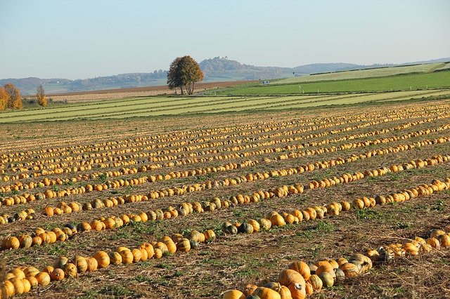 Free download Agriculture Pumpkin Box Autumn -  free photo or picture to be edited with GIMP online image editor