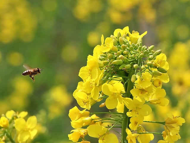 Free download agriculture rape blossoms free picture to be edited with GIMP free online image editor