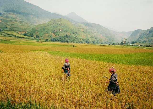 Téléchargement gratuit de l'image gratuite des terrasses de voyage agricole à éditer avec l'éditeur d'images en ligne gratuit GIMP