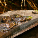 A group of frogs on a wooden bench  screen for extension Chrome web store in OffiDocs Chromium