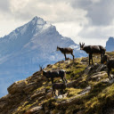 A group of goats on a mountain top  screen for extension Chrome web store in OffiDocs Chromium
