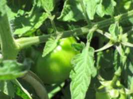 Free download A Growing Tomato at the Fantastic Umbrella Factory free photo or picture to be edited with GIMP online image editor