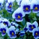 A Harmony of Violet and White Violas  screen for extension Chrome web store in OffiDocs Chromium