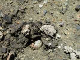 Free download A Hermit Crab Stuck in the Hole Between Inside and Outside free photo or picture to be edited with GIMP online image editor