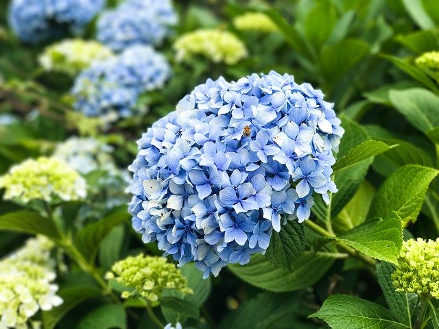Free download A Hydrangea Flower Jeju Island -  free photo or picture to be edited with GIMP online image editor