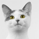 Aida Cat With Yellow Eyes  screen for extension Chrome web store in OffiDocs Chromium