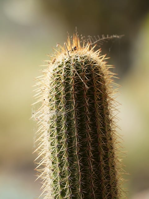 Free download ai generated cactus dessert cacti free picture to be edited with GIMP free online image editor