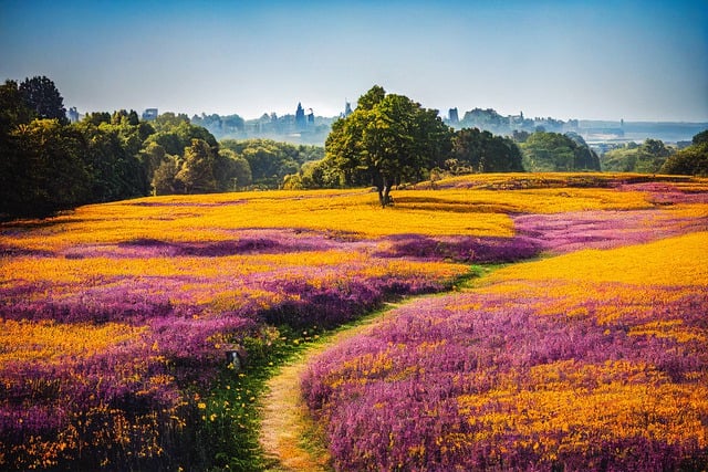 Free download ai generated flowers meadow path free picture to be edited with GIMP free online image editor