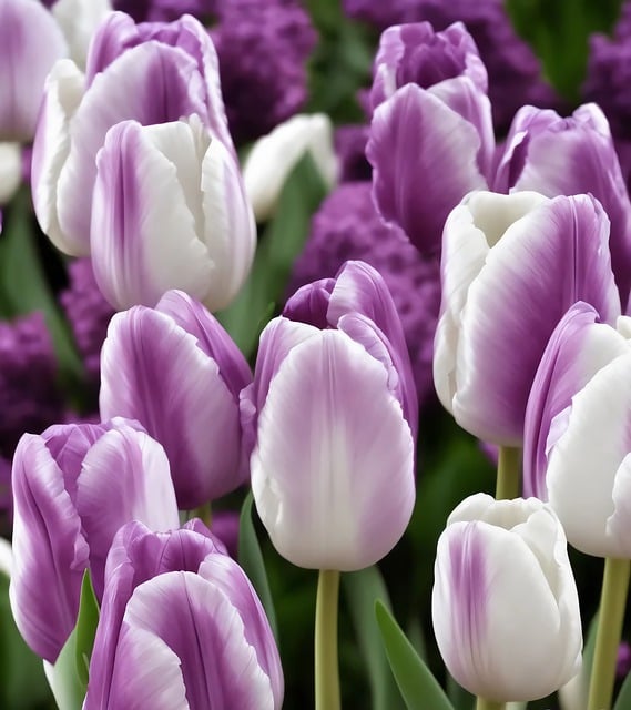Free download ai generated flowers tulips plants free picture to be edited with GIMP free online image editor
