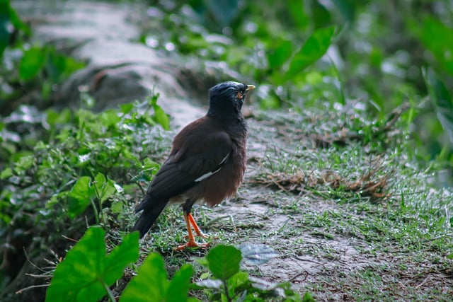 Free download ai generated mynah bird myna free picture to be edited with GIMP free online image editor