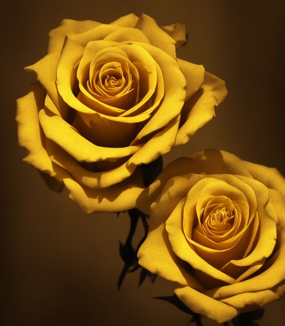 Free download ai generated roses flowers free picture to be edited with GIMP free online image editor