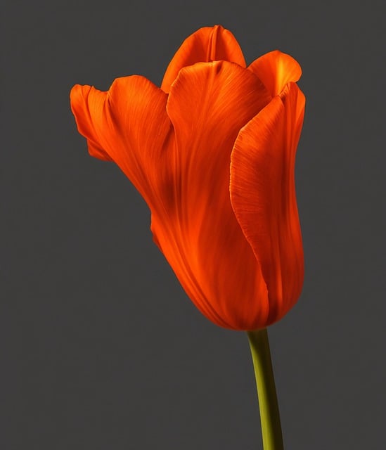 Free download ai generated tulip flower free picture to be edited with GIMP free online image editor
