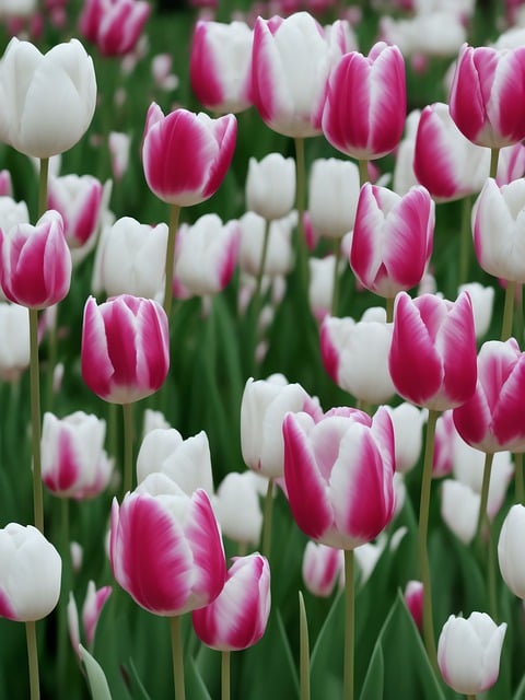 Free download ai generated tulips white tulip free picture to be edited with GIMP free online image editor