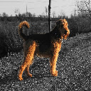 Airedale Terrier Dog  screen for extension Chrome web store in OffiDocs Chromium
