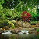 A Jewel in the Landscape: Acer palmatum  screen for extension Chrome web store in OffiDocs Chromium