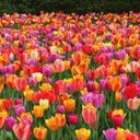 A Kaleidoscope of Tulip Blooms  screen for extension Chrome web store in OffiDocs Chromium