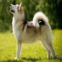 Alaskan Malamute Dog Wallpaper  screen for extension Chrome web store in OffiDocs Chromium